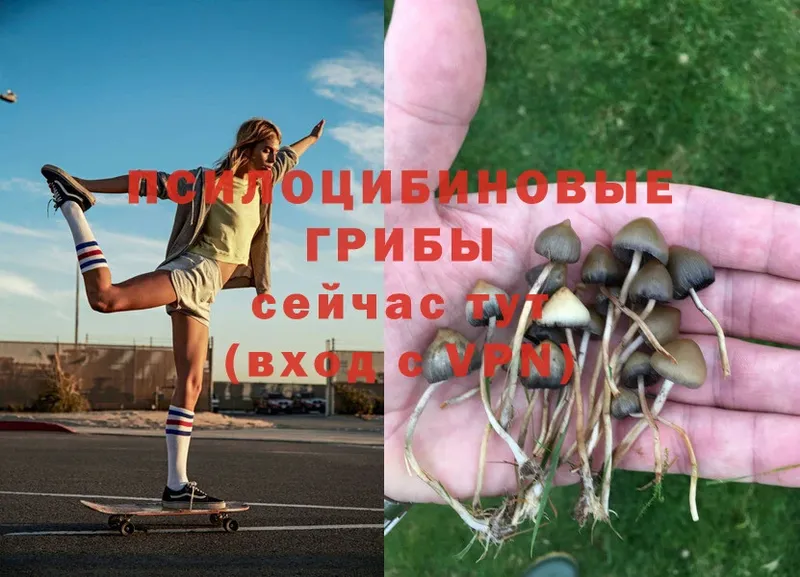 Псилоцибиновые грибы MAGIC MUSHROOMS  наркотики  Гдов 